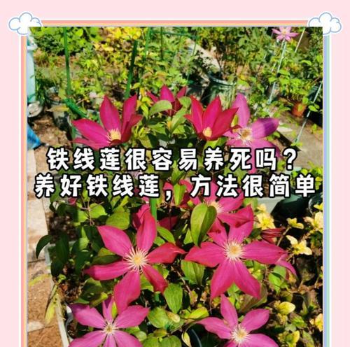 铁线莲塑料夹子的养护方法是什么？