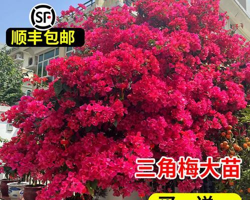 阳台三角梅爬藤怎么弄？有哪些技巧和注意事项？