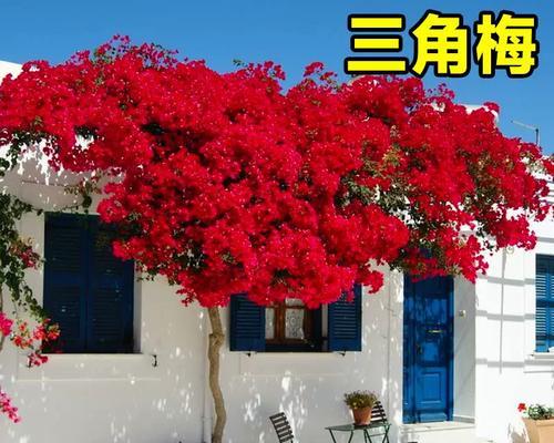 阳台三角梅爬藤怎么弄？有哪些技巧和注意事项？
