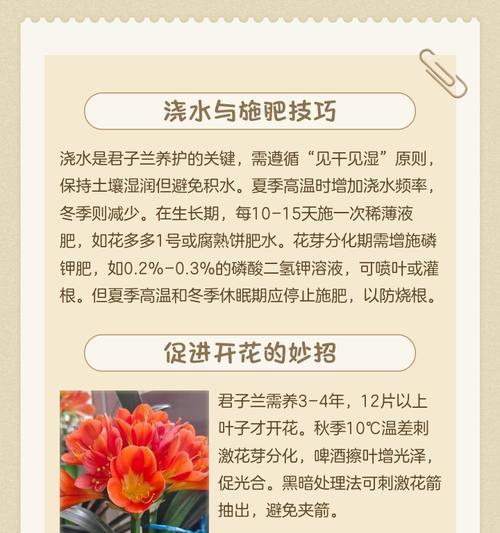 如何让君子兰吹出响亮的口哨声？