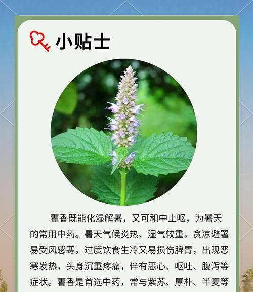 藿香扦插栽培技术要点有哪些？如何正确操作？