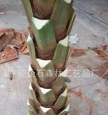 海藻树叶子发黄的处理方法是什么？