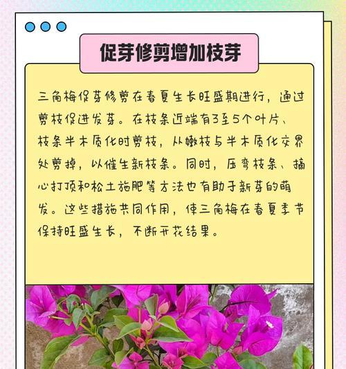 银边紫三角梅修剪方法是什么？如何修剪才能促进生长？