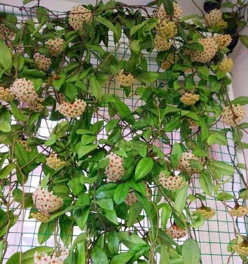 小阳台应该放什么花？适合小阳台种植的花卉有哪些？