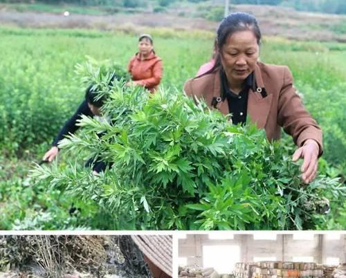 陈艾的最佳播种时间是什么时候？