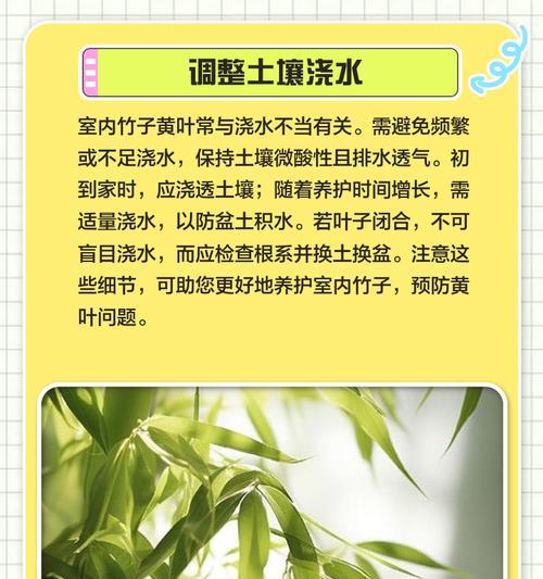 竹子施肥多导致叶子发黄干枯怎么办？