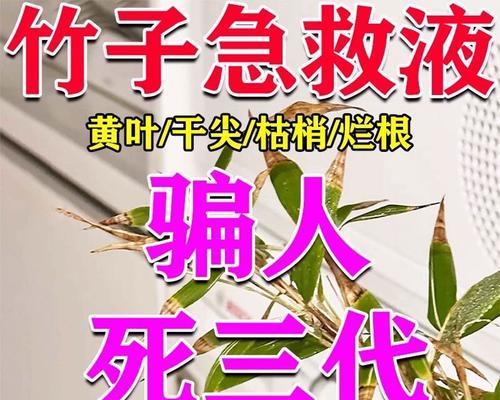 竹子施肥多导致叶子发黄干枯怎么办？