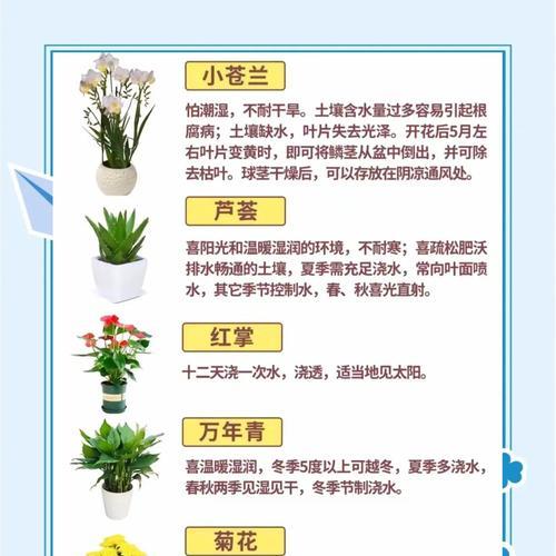 君子兰微型油麻的养殖方法是什么？如何保持其健康？