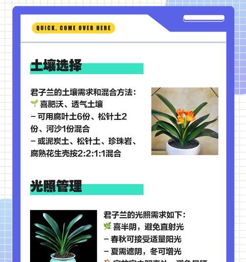 君子兰微型油麻的养殖方法是什么？如何保持其健康？