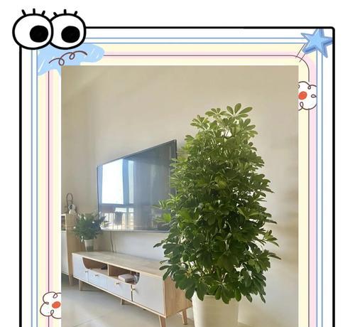 飘香槭叶子发黄怎么回事？可能的原因及解决办法？