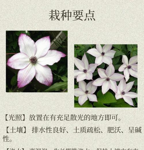 春天铁线莲乌托邦修剪技巧有哪些？