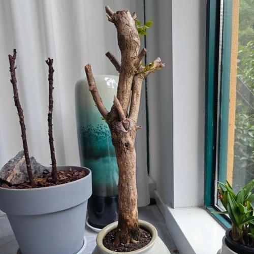 三角梅盘根问题如何处理？