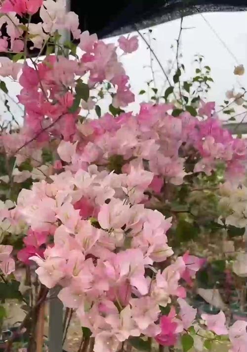 三角梅盘根问题如何处理？