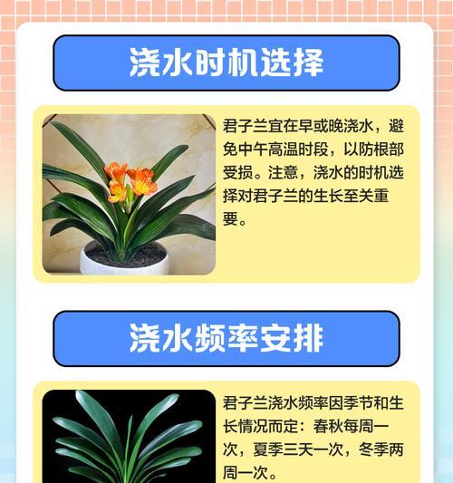 君子兰在拔剑期应该如何浇水？