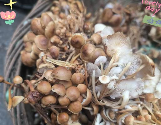金针菇的优质栽培技术是什么？
