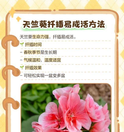 彩色天竺葵变绿的原因是什么？如何恢复其颜色？