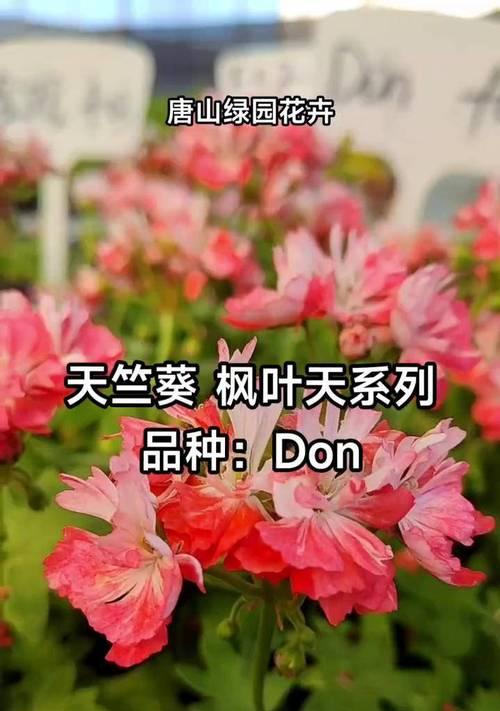 彩色天竺葵变绿的原因是什么？如何恢复其颜色？