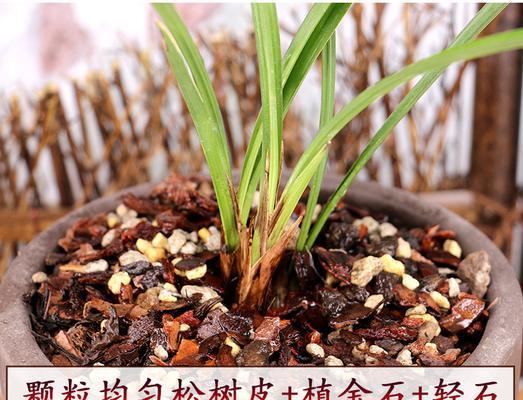 君子兰需要什么植料？如何选择合适的土壤？