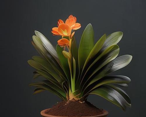君子兰需要什么植料？如何选择合适的土壤？