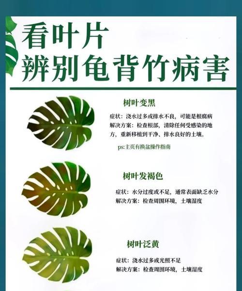 仙洞龟背叶子发黄是什么原因？