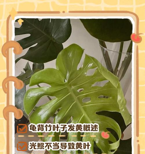 仙洞龟背叶子发黄是什么原因？