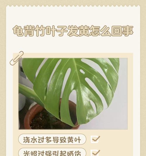 仙洞龟背叶子发黄是什么原因？