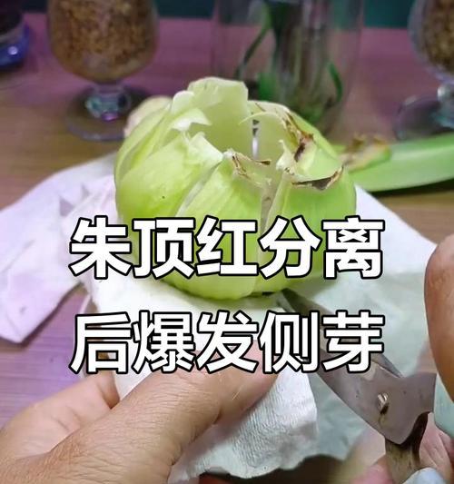 用侧芽种植朱顶红不长叶的原因是什么？如何解决？