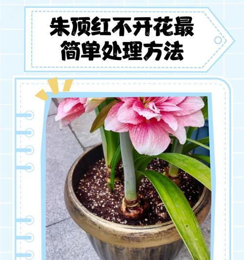 用侧芽种植朱顶红不长叶的原因是什么？如何解决？