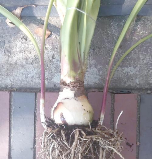 用侧芽种植朱顶红不长叶的原因是什么？如何解决？