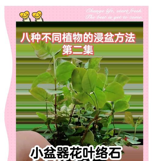 盆景植物养殖高手有哪些秘诀？
