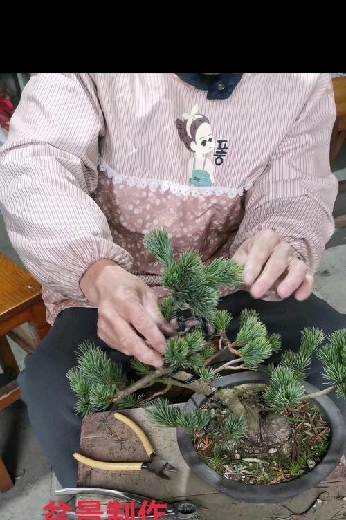 盆景植物养殖高手有哪些秘诀？