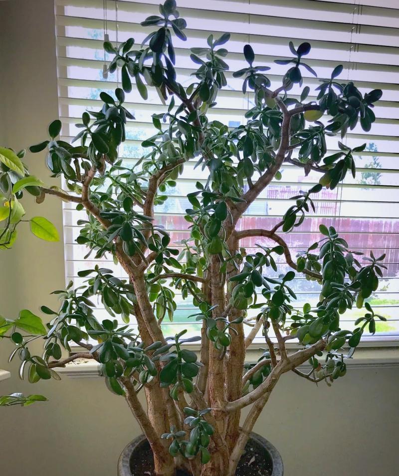 盆景植物养殖高手有哪些秘诀？