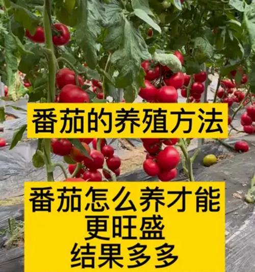 棒茄栽培技术有哪些不同的种类？