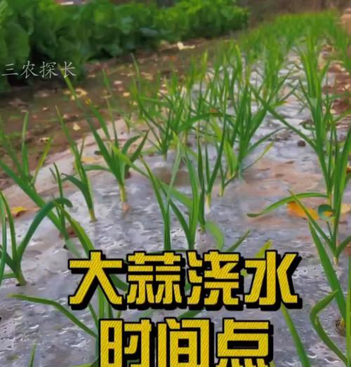 春种大蒜如何正确浇水？