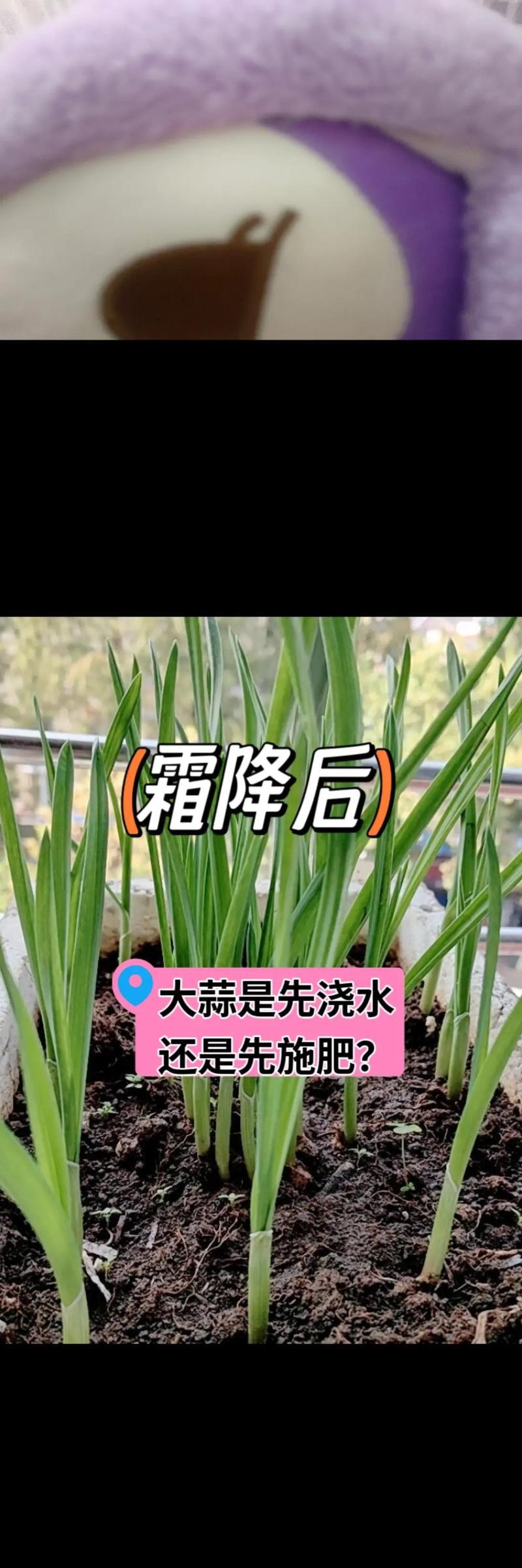 春种大蒜如何正确浇水？