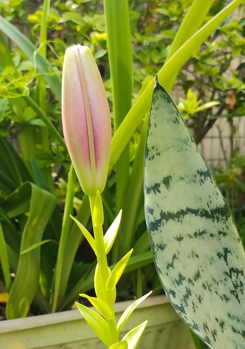 阳台上的花摆件叫什么？有哪些推荐？