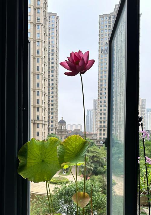 阳台上的花摆件叫什么？有哪些推荐？