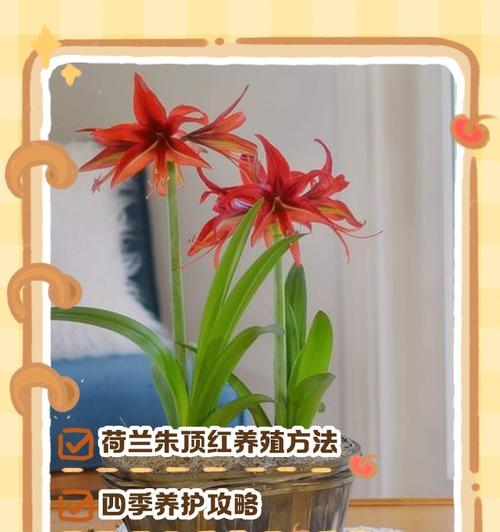朱顶红瓜杂的含义是什么？朱顶红瓜杂现象的原因和处理方法？
