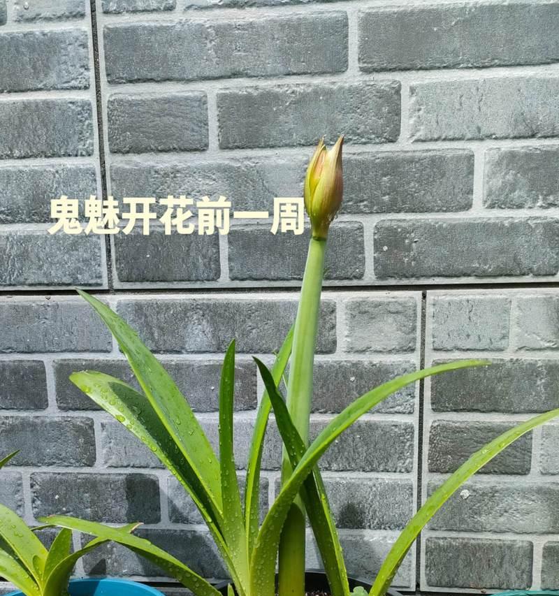 朱顶红瓜杂的含义是什么？朱顶红瓜杂现象的原因和处理方法？