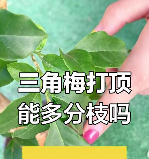 三角梅打顶后继续长高如何控制？