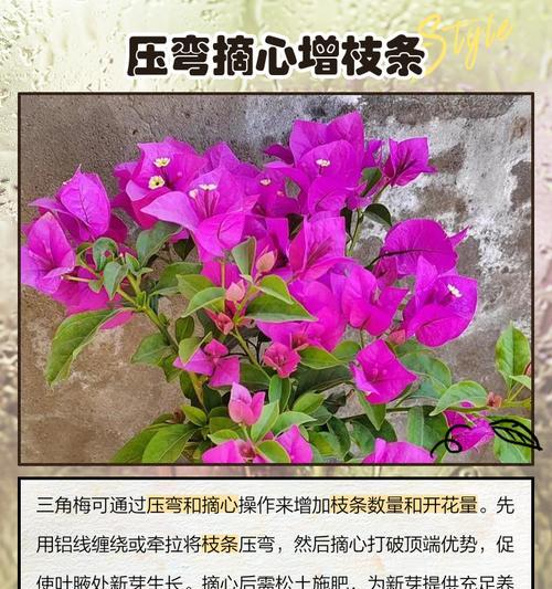 三角梅打顶后继续长高如何控制？