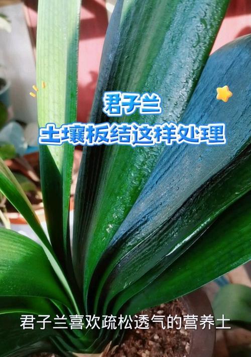 君子兰土壤发黄的原因是什么？如何防止君子兰土壤变黄？