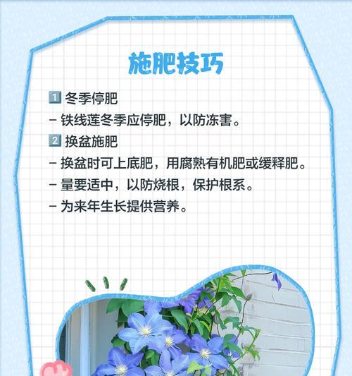 铁线莲种植深度及养护方法是什么？