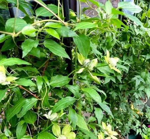 铁线莲种植深度及养护方法是什么？