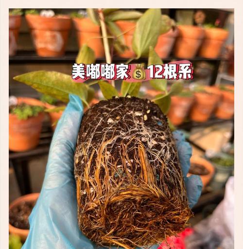 铁线莲种植深度及养护方法是什么？