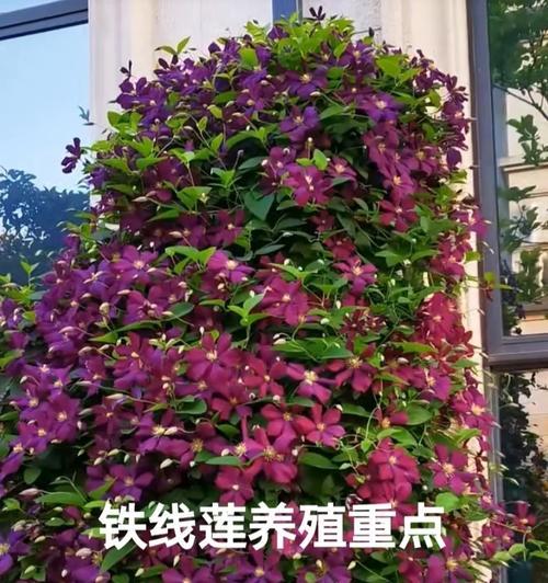 铁线莲盘绕牵引时断了怎么办？