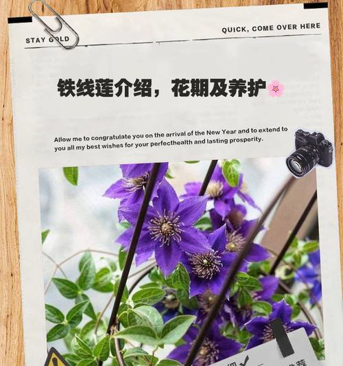 铁线莲盘绕牵引时断了怎么办？