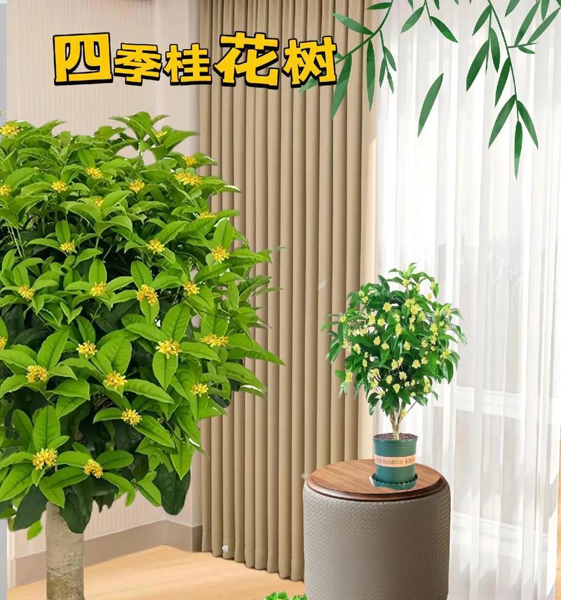 阳台架子适合放置哪些花卉？如何选择合适的植物？