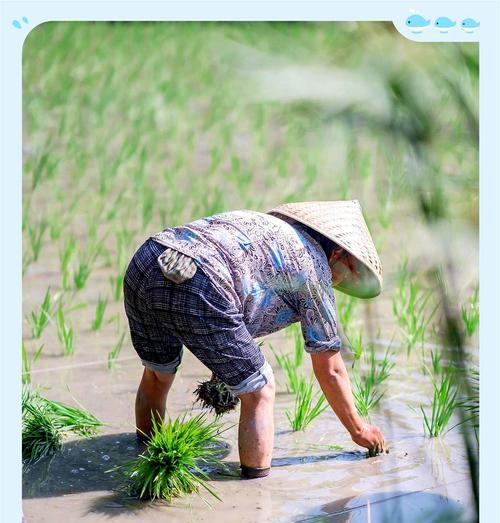 天天翻田适合播种什么？有哪些推荐？