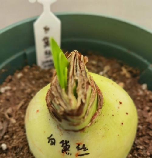 朱顶红二倍体是什么？朱顶红二倍体的特性及栽培方法！